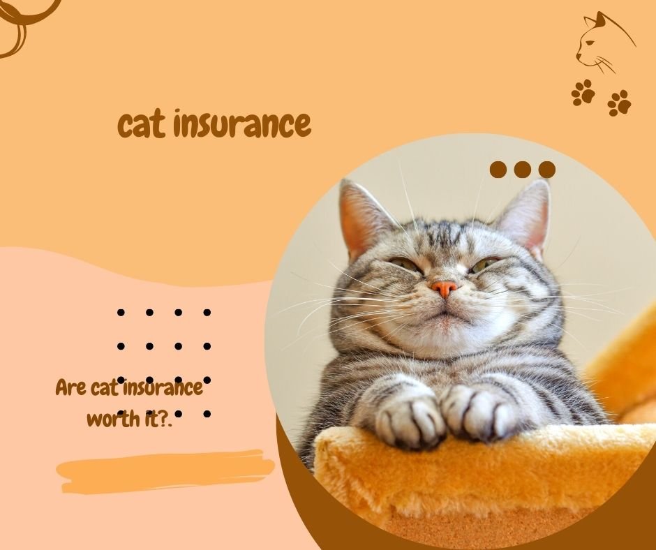 Are Cat Insurance Worth It?.