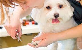 BUSINESS PLAN FOR DOG GROOMING: Steps On How To Write A Business Plan ...